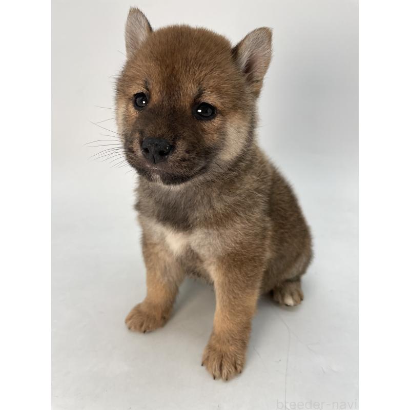 商談中の千葉県の柴犬-429981の11枚目