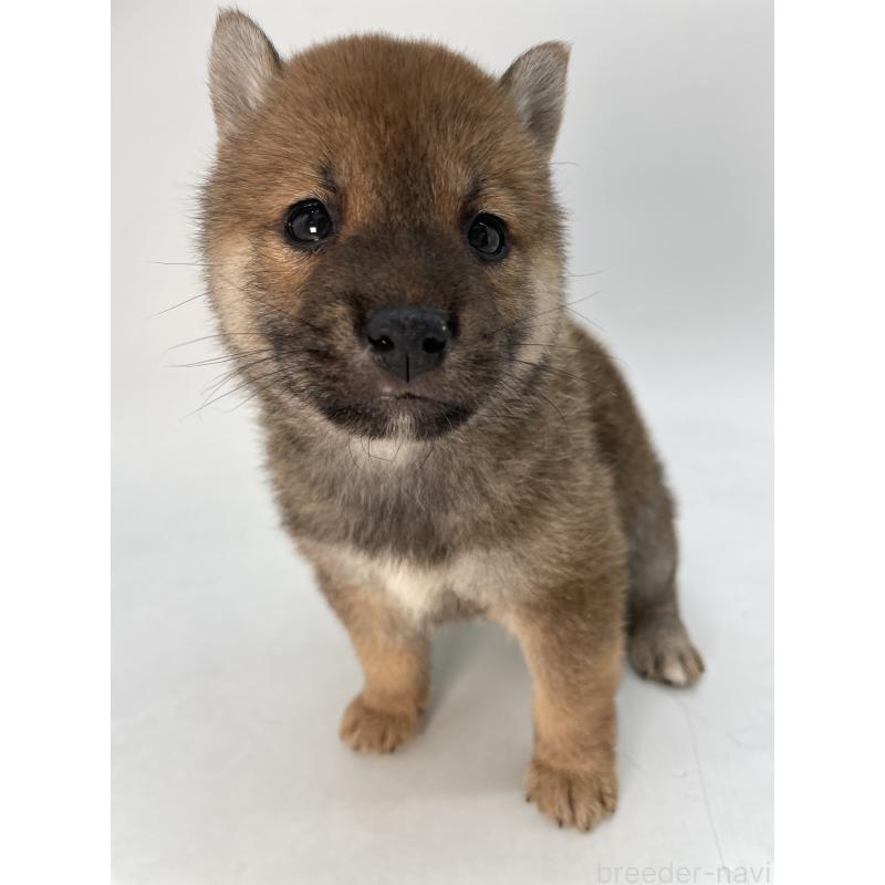 商談中の千葉県の柴犬-429981の10枚目