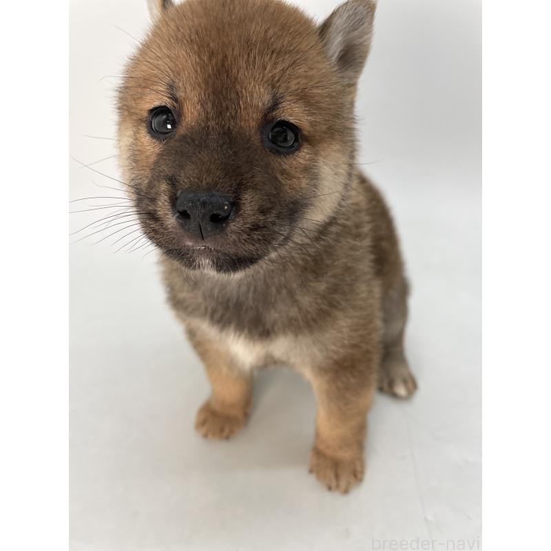 商談中の千葉県の柴犬-429981の9枚目