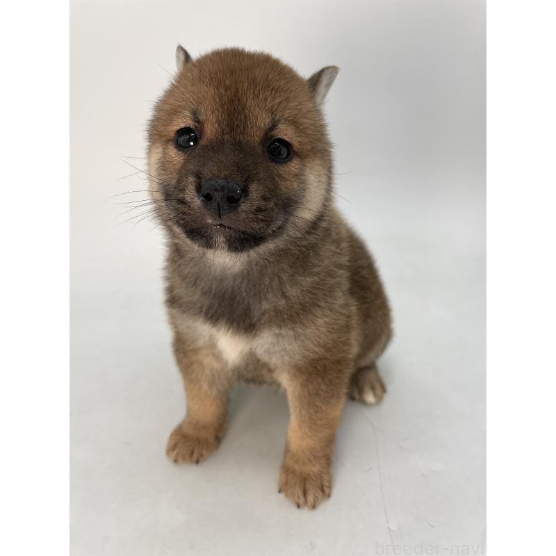 商談中の千葉県の柴犬-429981の8枚目