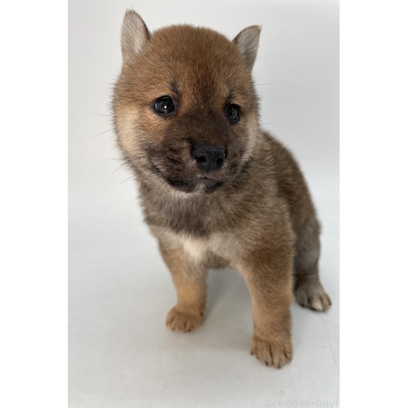 商談中の千葉県の柴犬-429981の7枚目