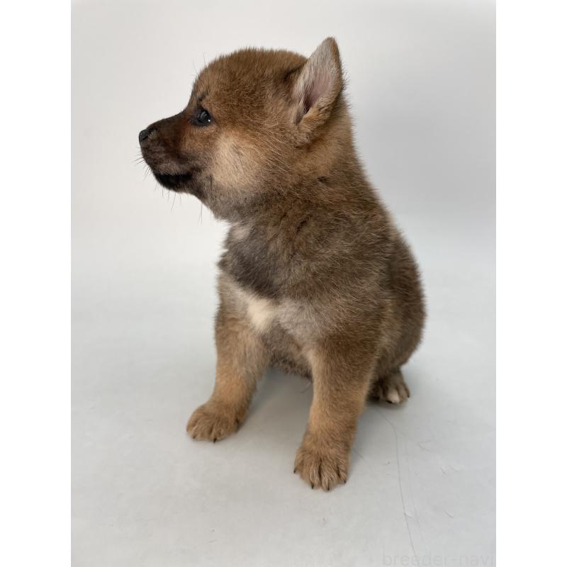 商談中の千葉県の柴犬-429981の6枚目