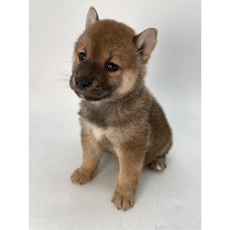 商談中の千葉県の柴犬-429981の5枚目