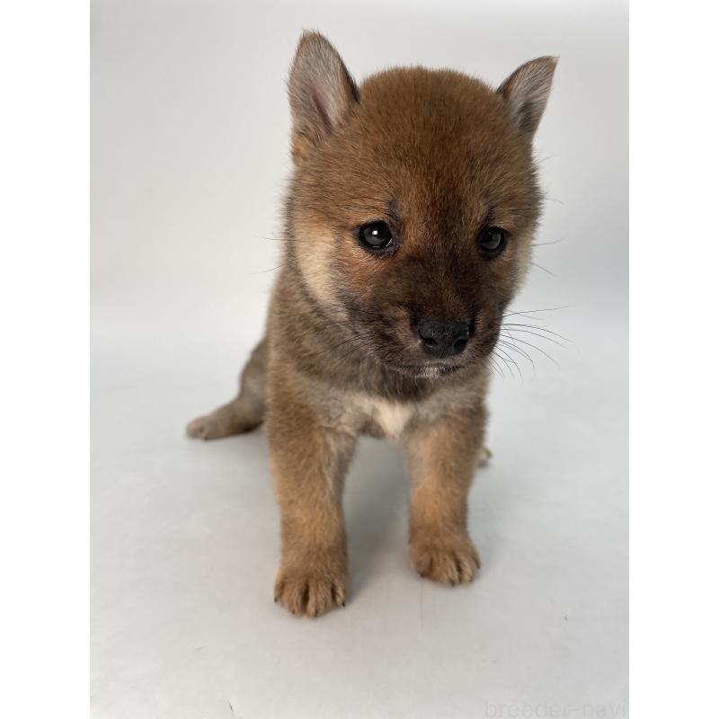 商談中の千葉県の柴犬-429981の4枚目