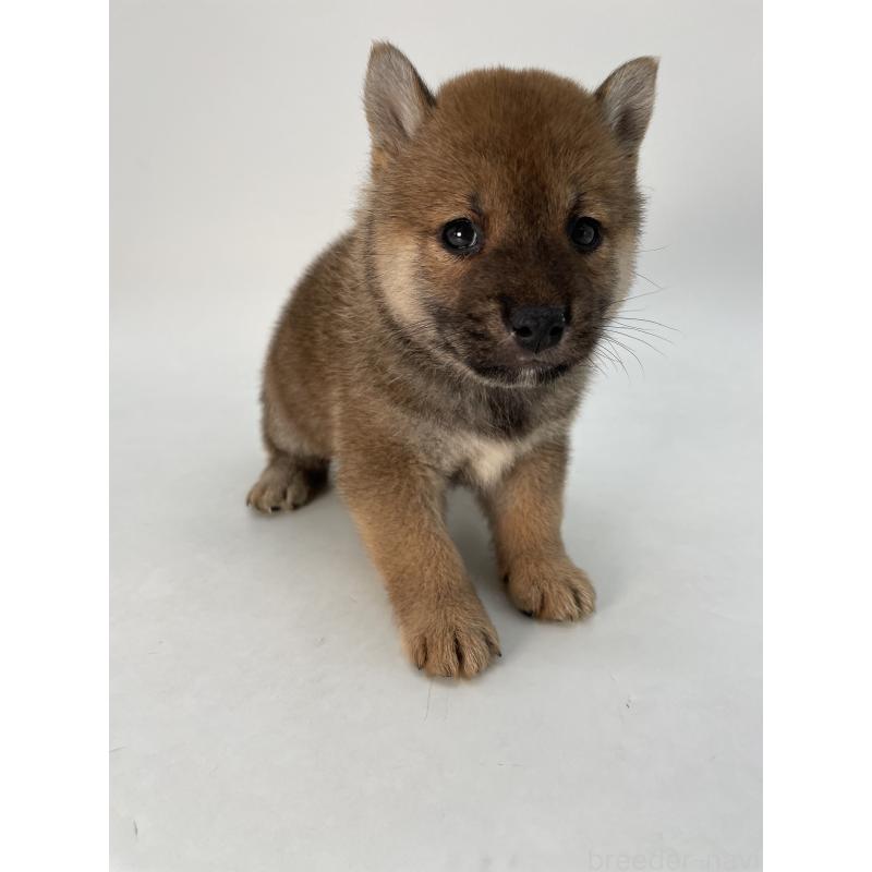 商談中の千葉県の柴犬-429981の3枚目