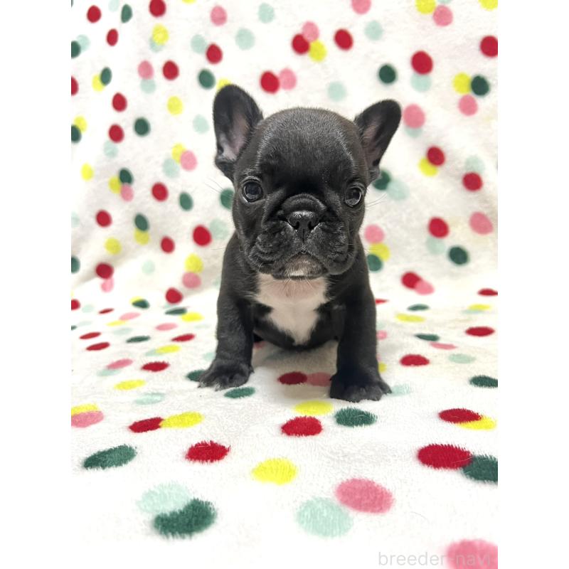 販売中の香川県のフレンチブルドッグ-429980の1枚目