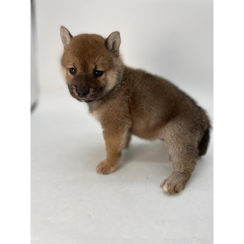 商談中の千葉県の柴犬-429981の2枚目