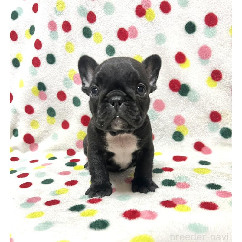 販売中の香川県のフレンチブルドッグ-429980の5枚目