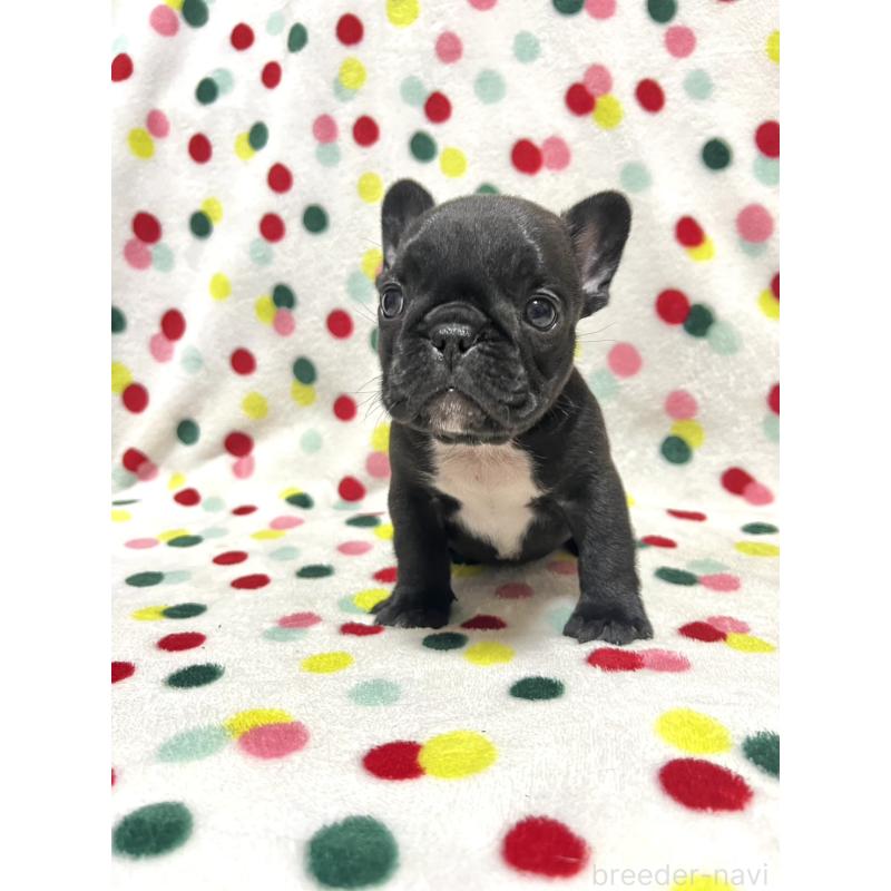 販売中の香川県のフレンチブルドッグ-429980の4枚目