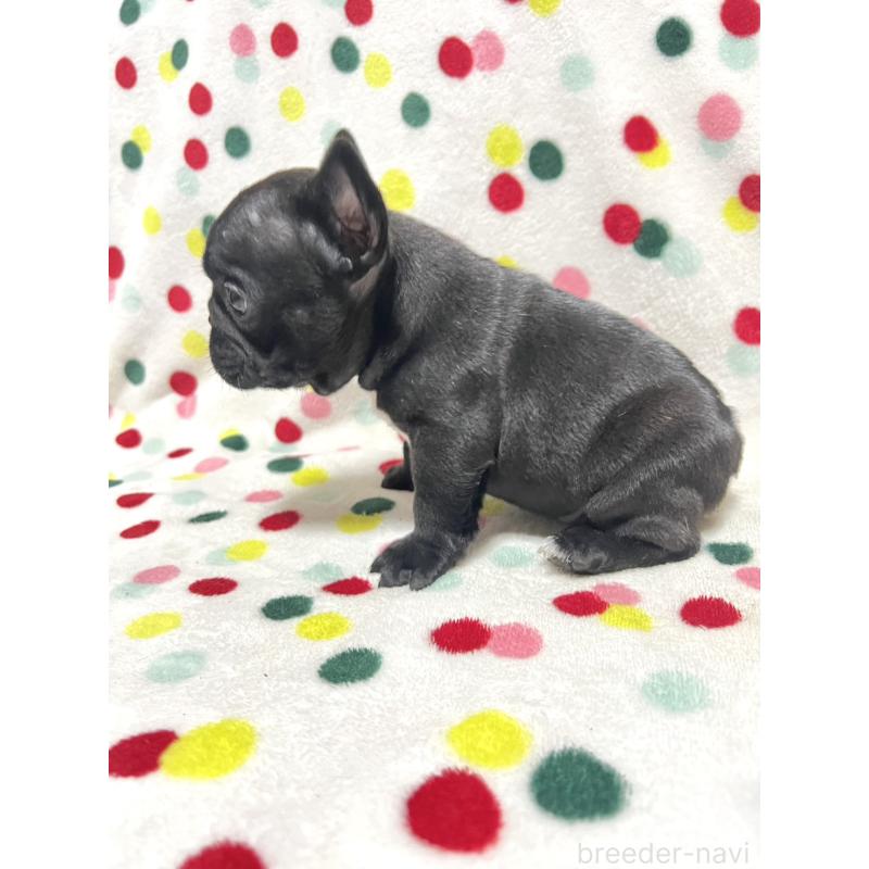 販売中の香川県のフレンチブルドッグ-429980の3枚目