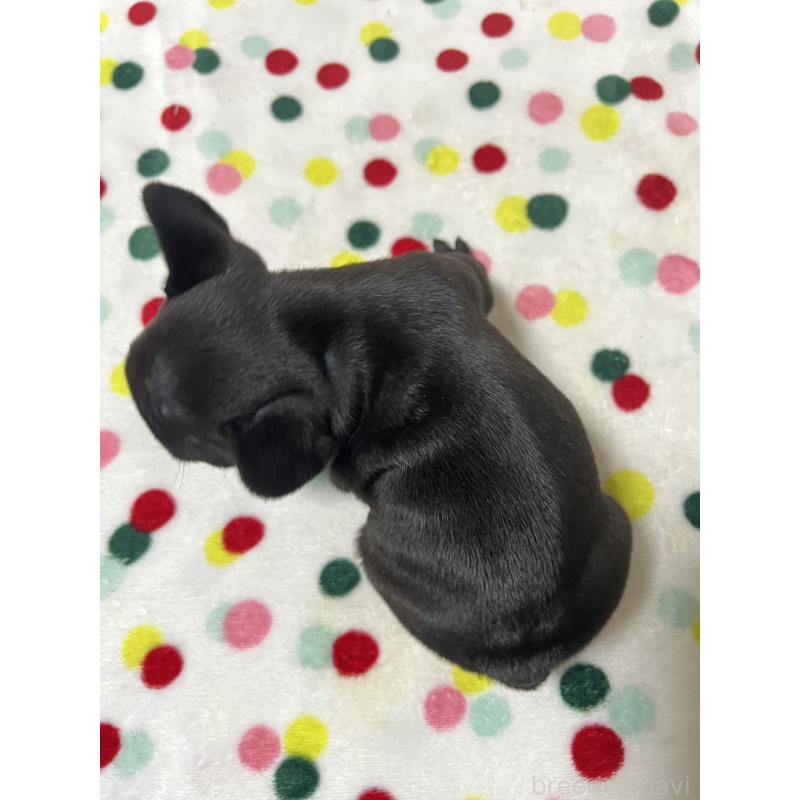 販売中の香川県のフレンチブルドッグ-429980の2枚目