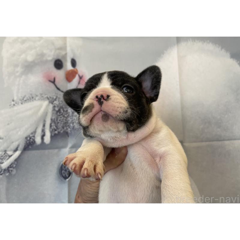 販売中の北海道のフレンチブルドッグ-429985の5枚目