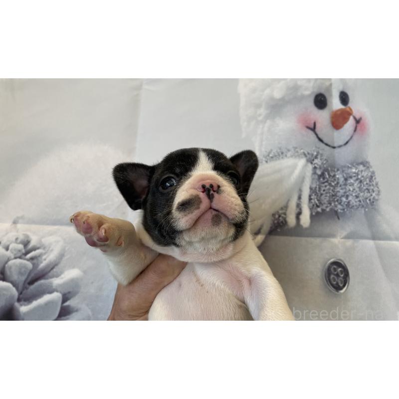 販売中の北海道のフレンチブルドッグ-429985の4枚目