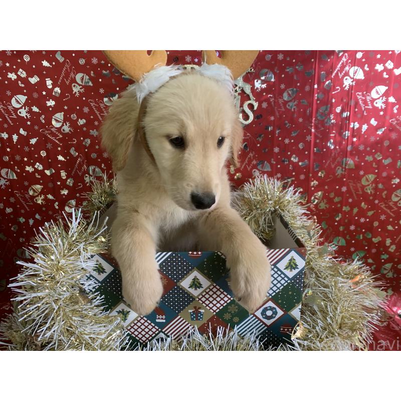 販売中の鹿児島県のゴールデンレトリーバー-418143の4枚目