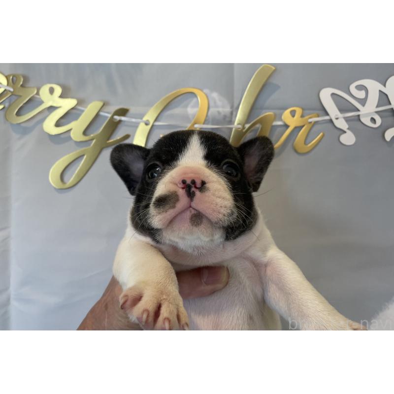 販売中の北海道のフレンチブルドッグ-429985の3枚目