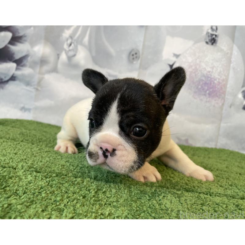 販売中の北海道のフレンチブルドッグ-429985の2枚目