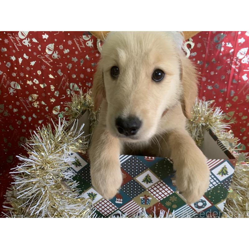 販売中の鹿児島県のゴールデンレトリーバー-418143の3枚目