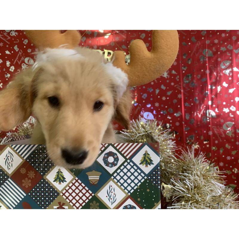 販売中の鹿児島県のゴールデンレトリーバー-425032の5枚目