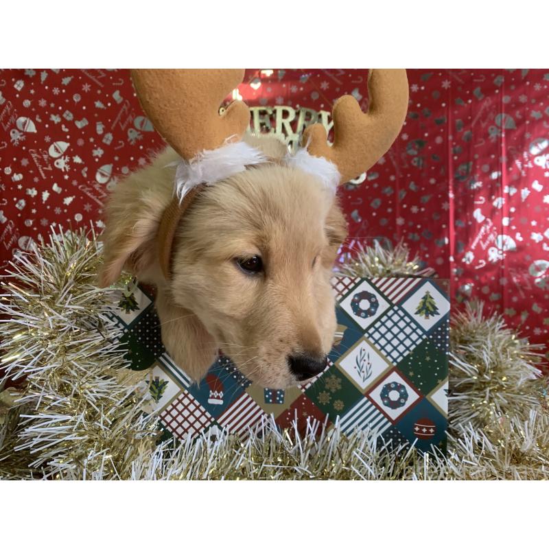 販売中の鹿児島県のゴールデンレトリーバー-425032の4枚目