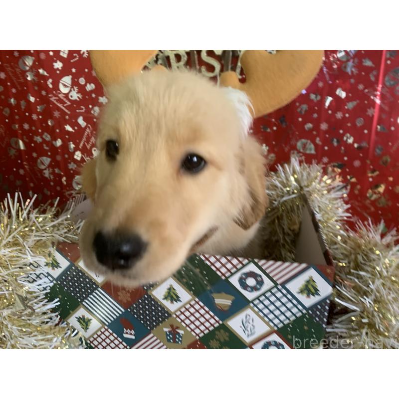 販売中の鹿児島県のゴールデンレトリーバー-425032の3枚目