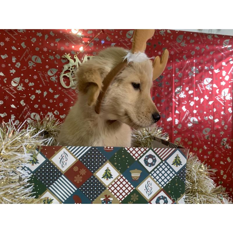 販売中の鹿児島県のゴールデンレトリーバー-425032の2枚目