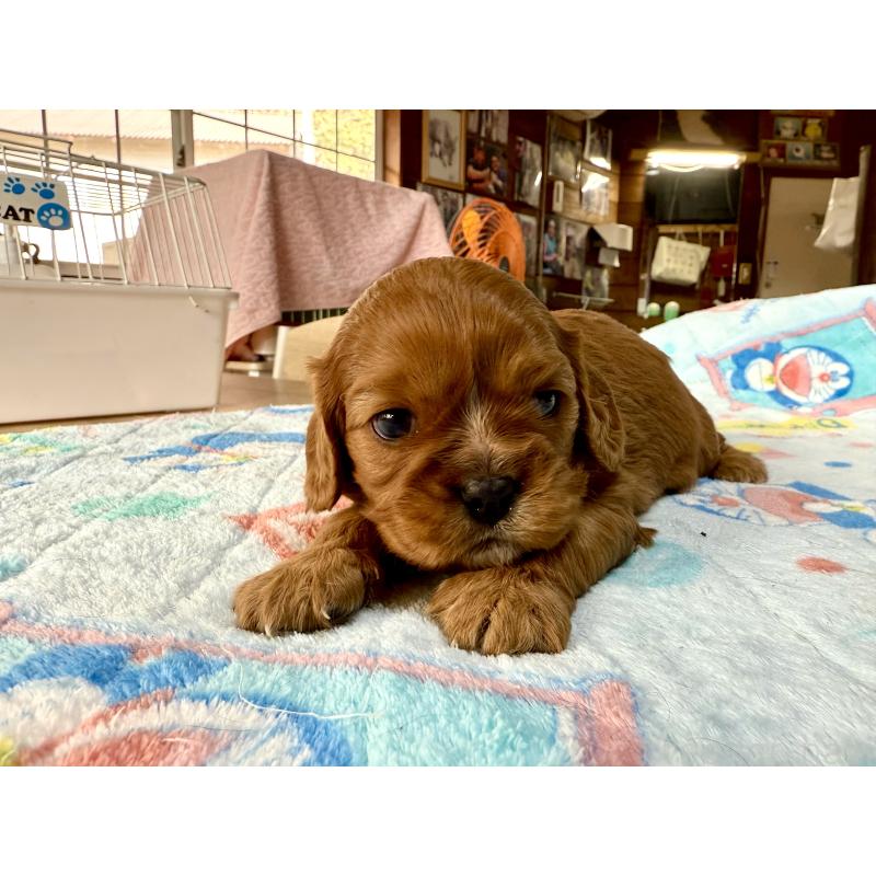 販売中の長野県のキャバリアキングチャールズスパニエル-429988の9枚目