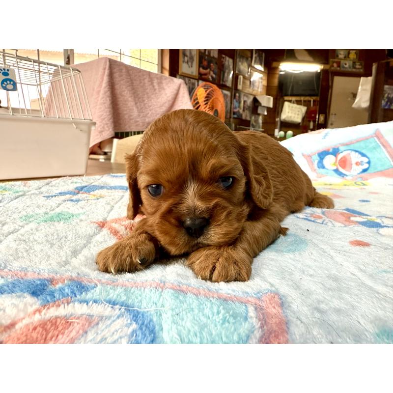 販売中の長野県のキャバリアキングチャールズスパニエル-429988の8枚目