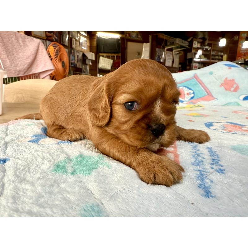 販売中の長野県のキャバリアキングチャールズスパニエル-429988の6枚目