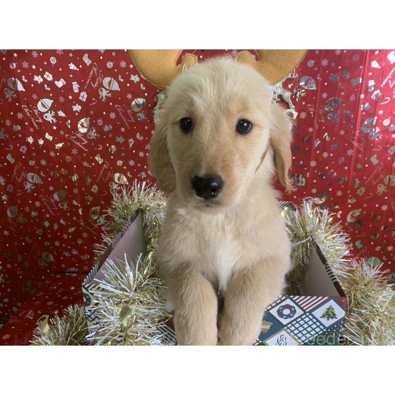 販売中の鹿児島県のゴールデンレトリーバー-425038の4枚目