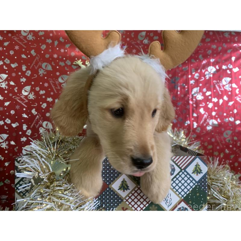 販売中の鹿児島県のゴールデンレトリーバー-425038の3枚目