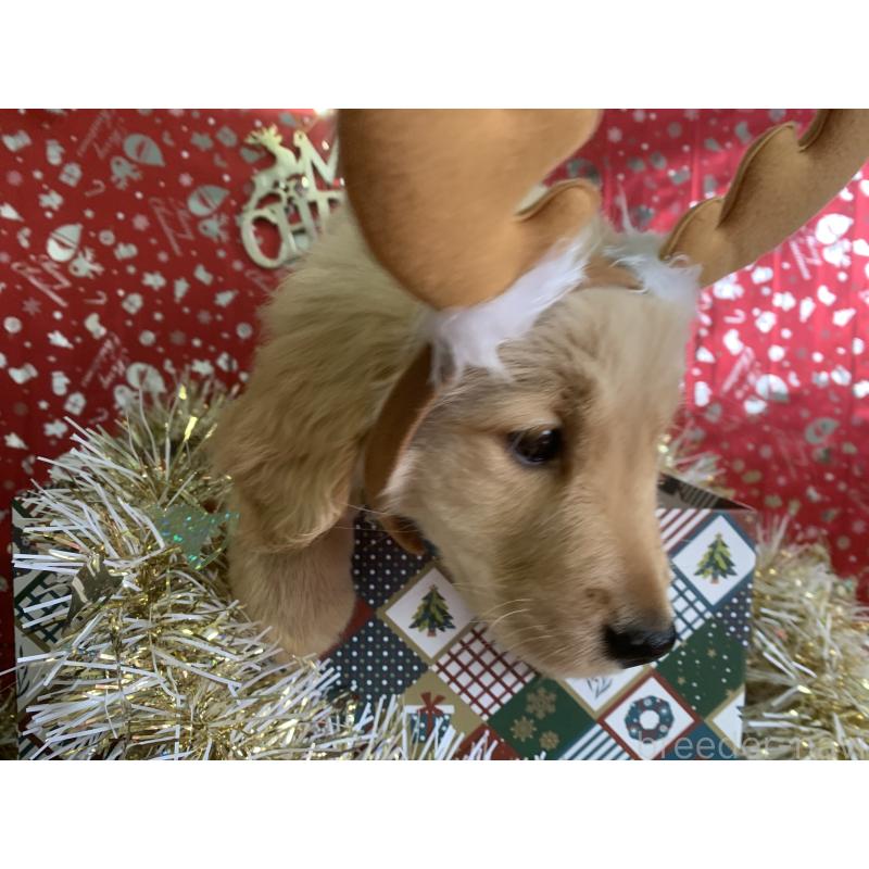 販売中の鹿児島県のゴールデンレトリーバー-425038の2枚目