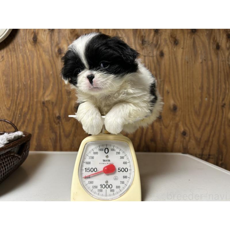 販売中の静岡県の狆 (チン)-429983の4枚目