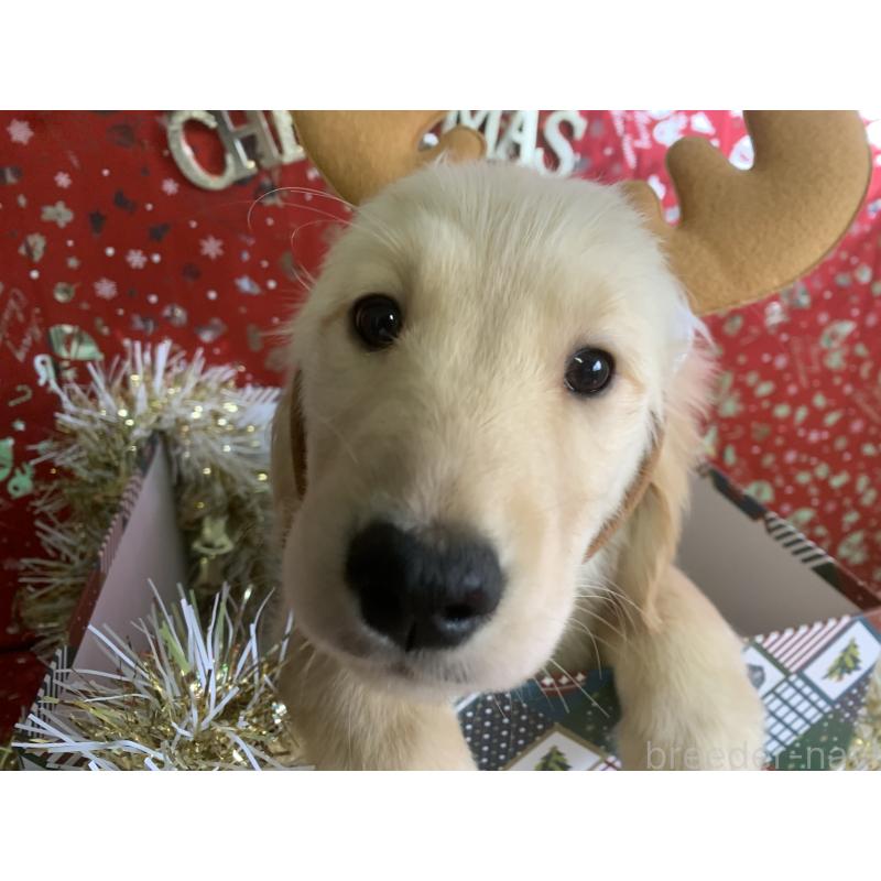 販売中の鹿児島県のゴールデンレトリーバー-425039の3枚目