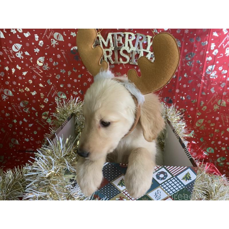 販売中の鹿児島県のゴールデンレトリーバー-425039の2枚目