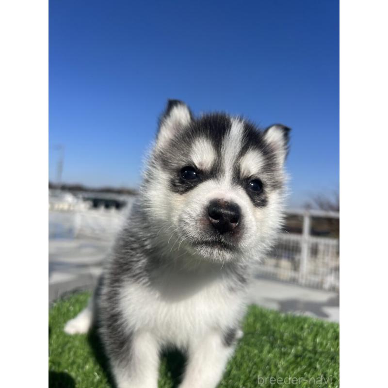 販売中の埼玉県のシベリアンハスキー-429984の4枚目