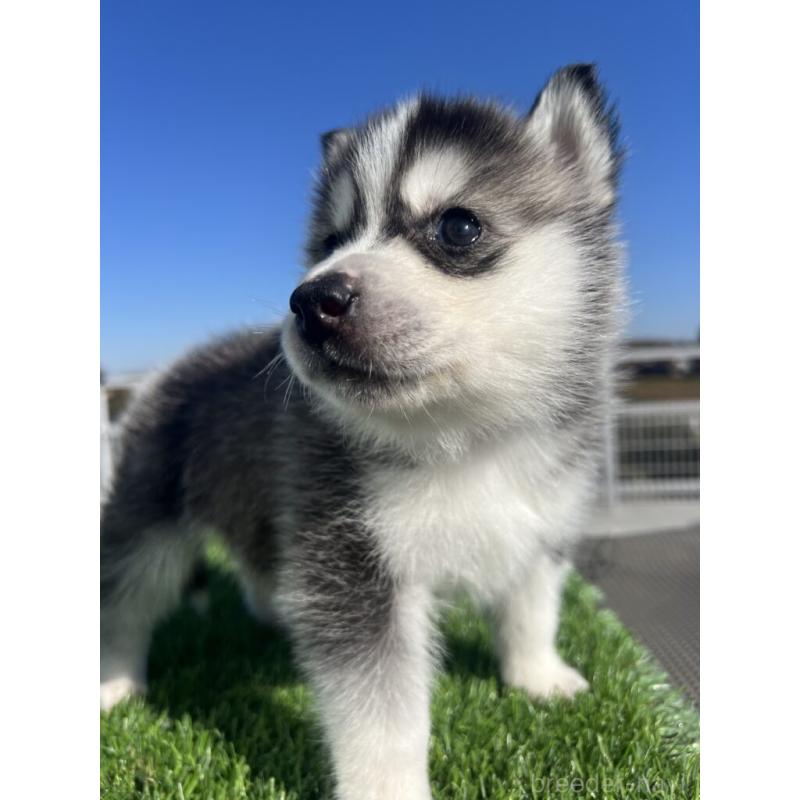 販売中の埼玉県のシベリアンハスキー-429984の3枚目