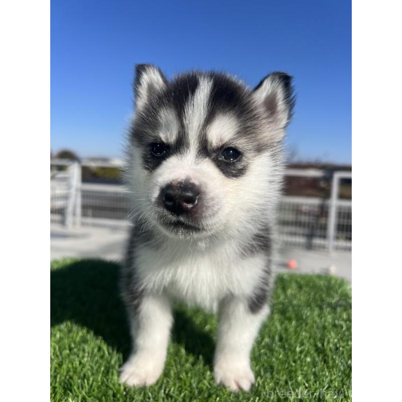 販売中の埼玉県のシベリアンハスキー-429984の2枚目