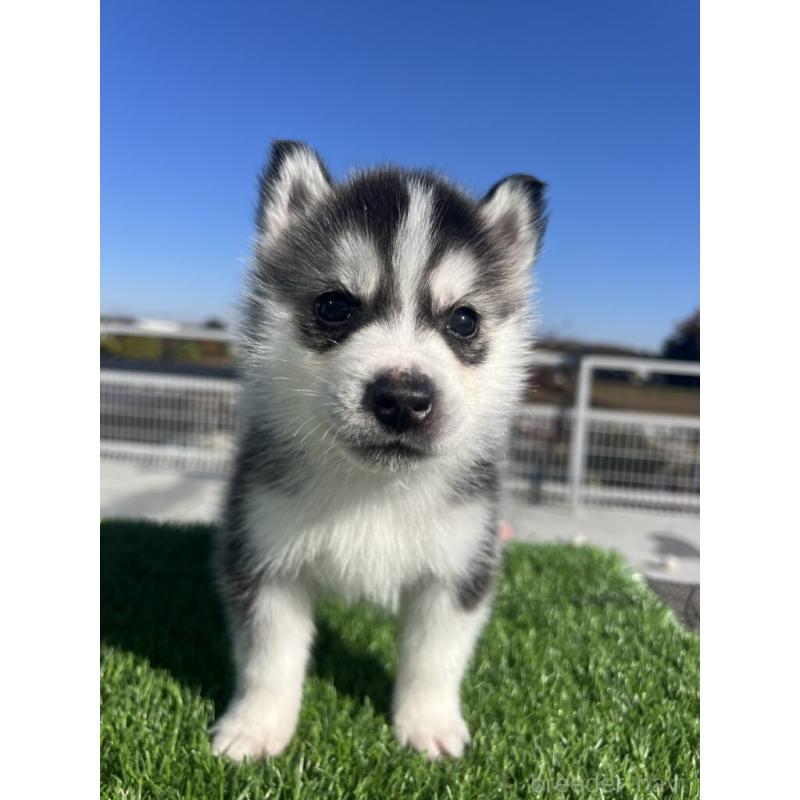 販売中の埼玉県のシベリアンハスキー-429984の1枚目