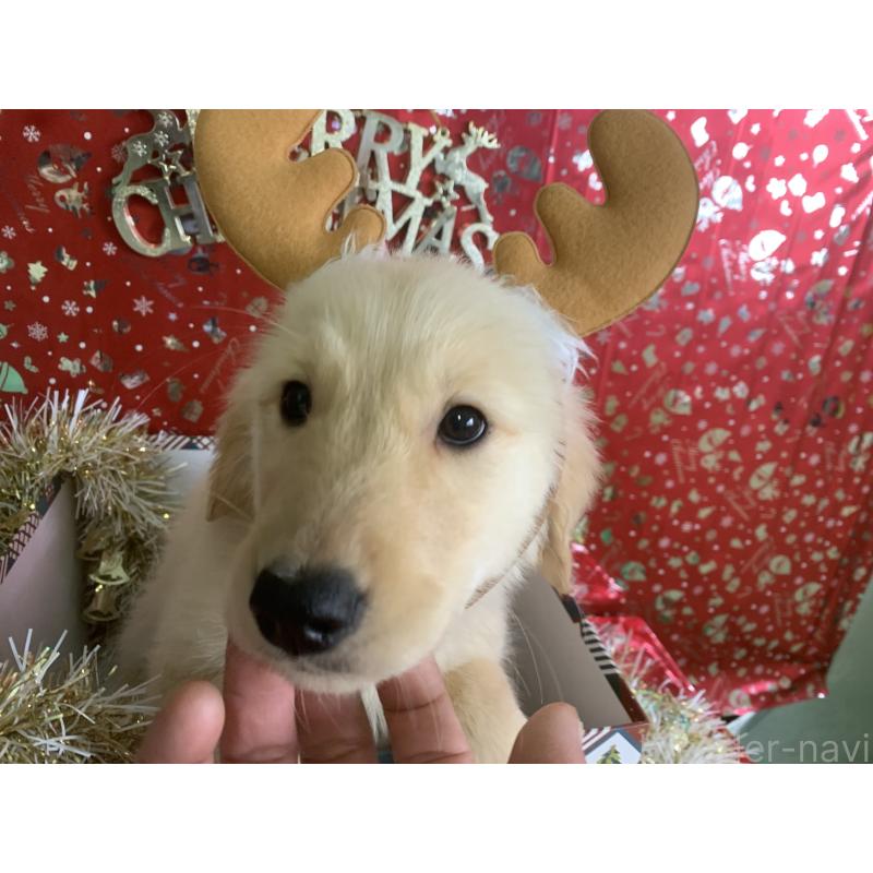 販売中の鹿児島県のゴールデンレトリーバー-425040の5枚目