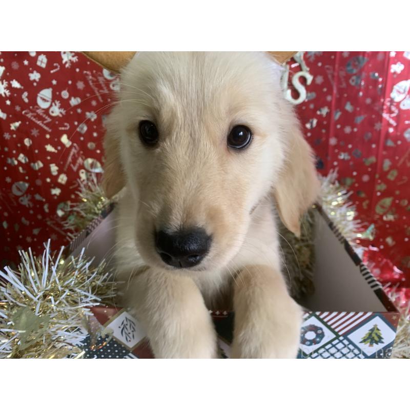 販売中の鹿児島県のゴールデンレトリーバー-425040の4枚目