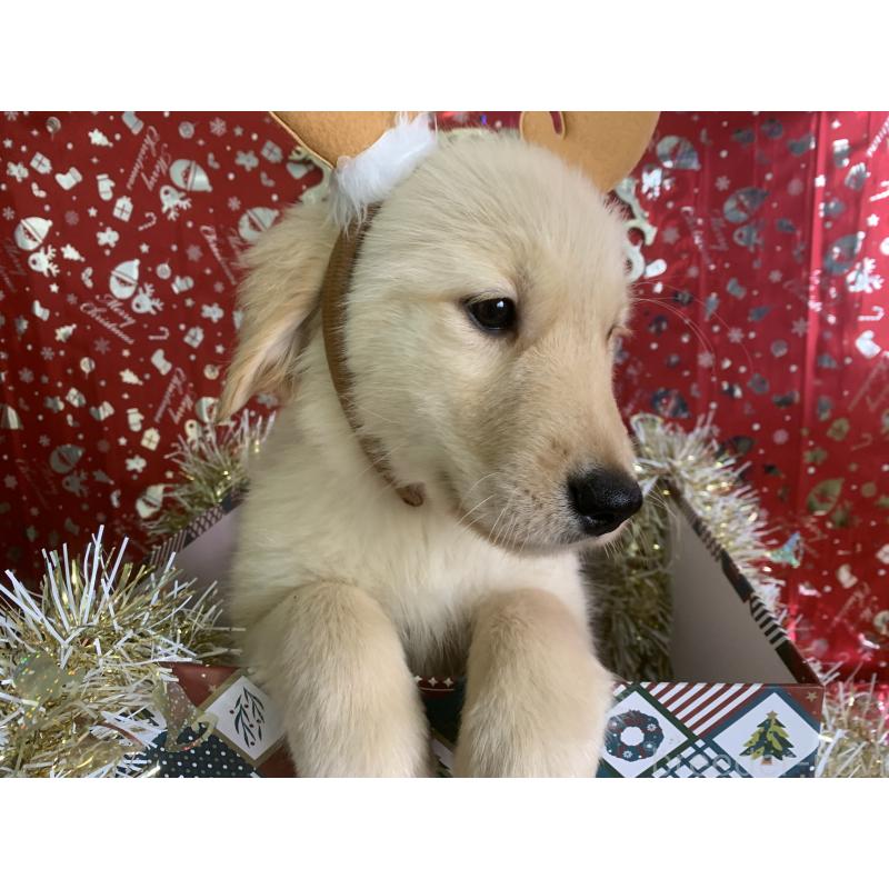 販売中の鹿児島県のゴールデンレトリーバー-425040の3枚目