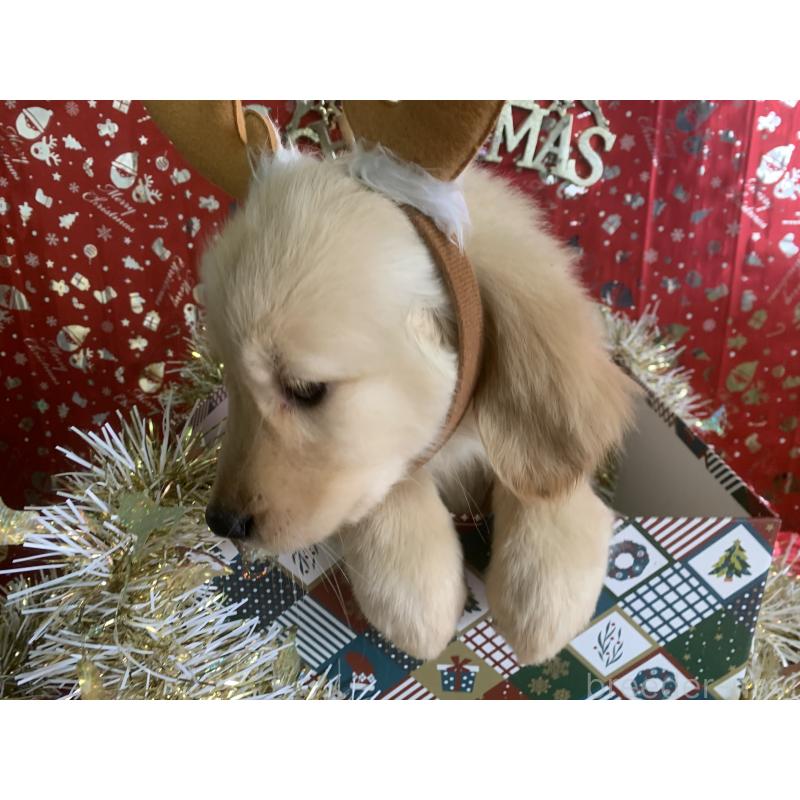 販売中の鹿児島県のゴールデンレトリーバー-425040の2枚目