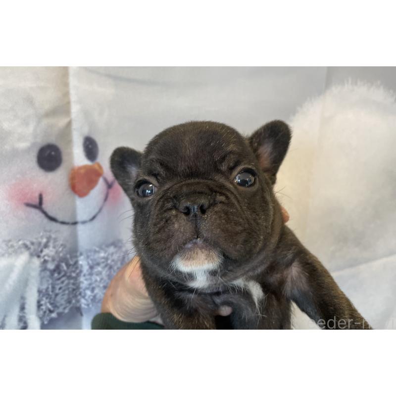販売中の北海道のフレンチブルドッグ-429986の7枚目