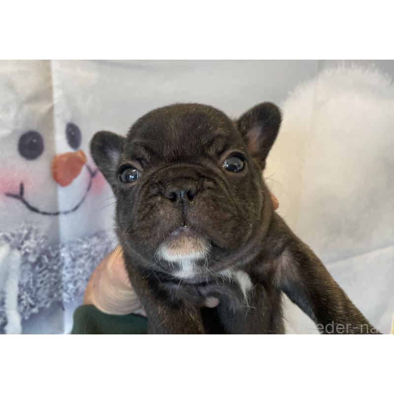 販売中の北海道のフレンチブルドッグ-429986の6枚目