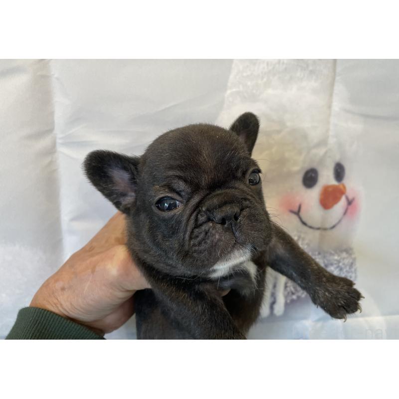 販売中の北海道のフレンチブルドッグ-429986の5枚目