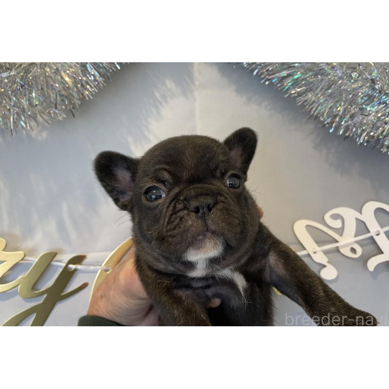 販売中の北海道のフレンチブルドッグ-429986の4枚目