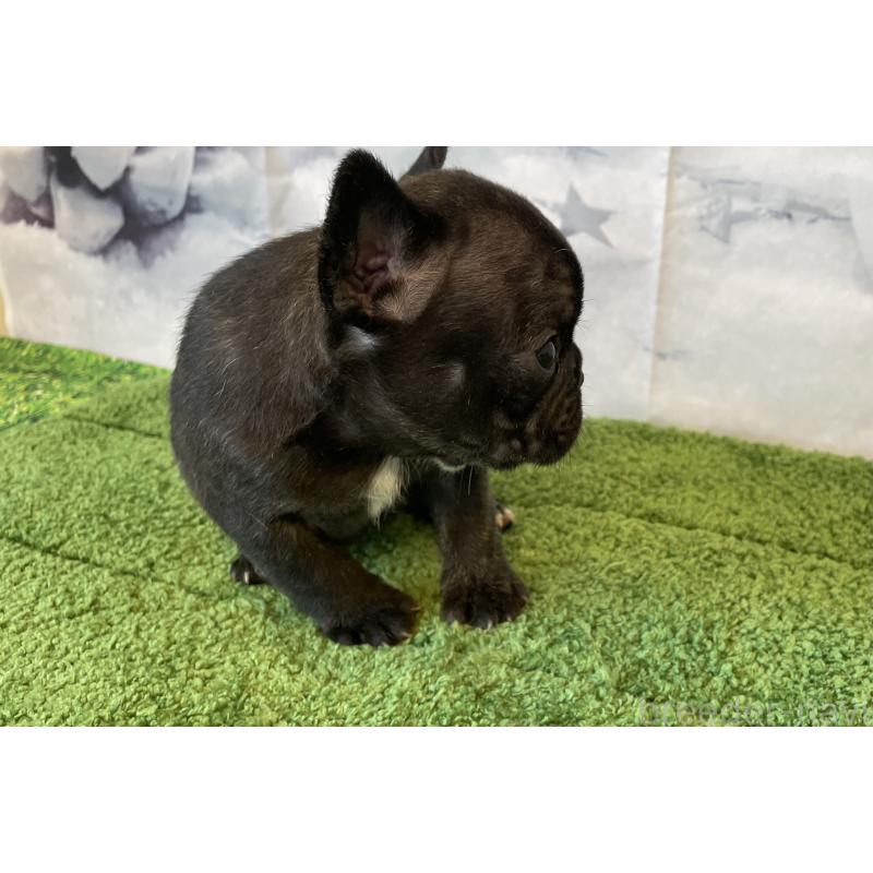 販売中の北海道のフレンチブルドッグ-429986の3枚目