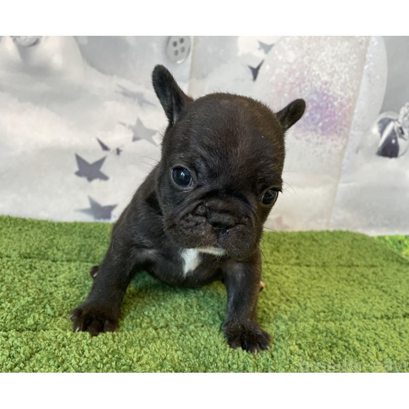 販売中の北海道のフレンチブルドッグ-429986の2枚目