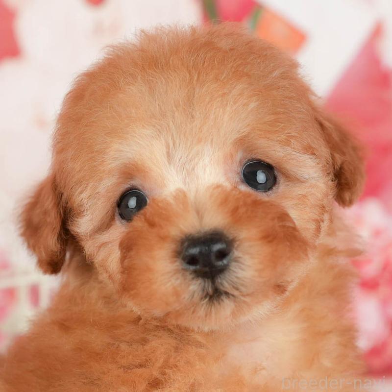 販売中の茨城県のトイプードル-430285