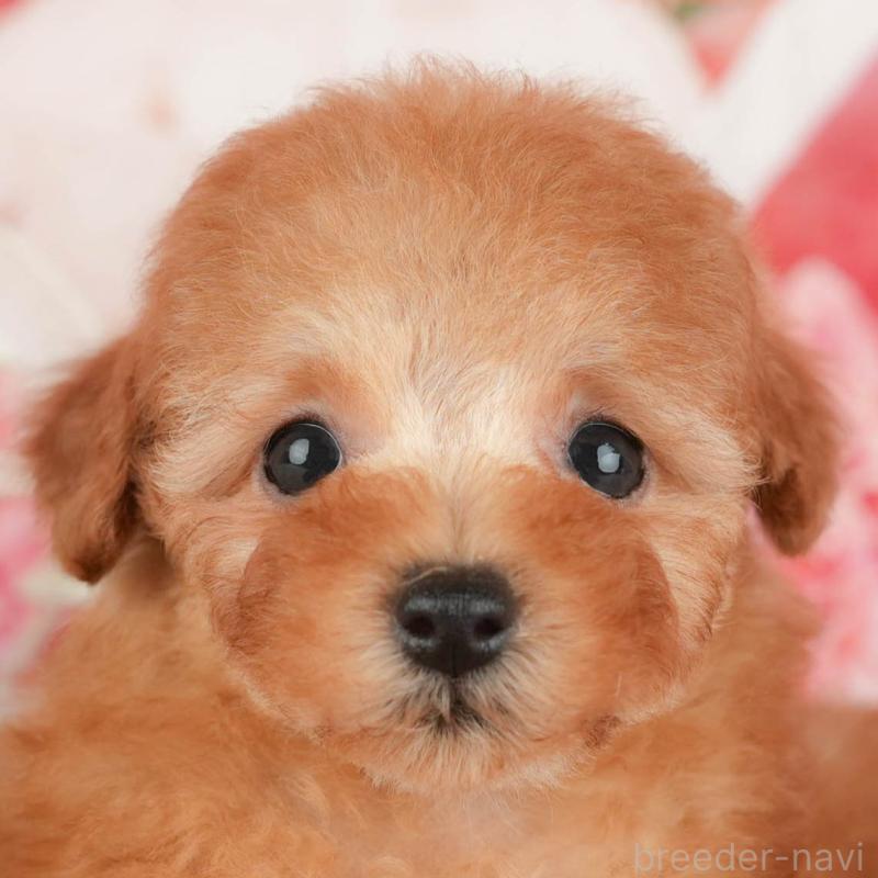 販売中の茨城県のトイプードル-430285の11枚目